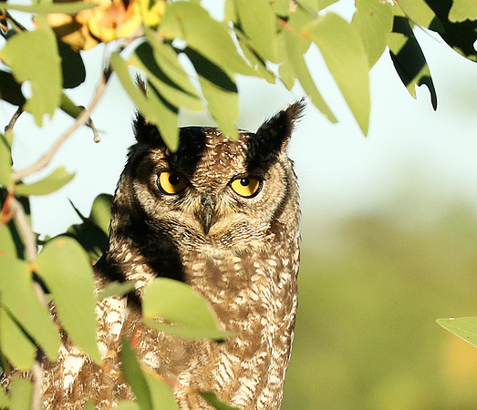Spotted eagle owl - Ongava