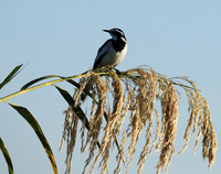 African pied wagtail - Lower Zambezi