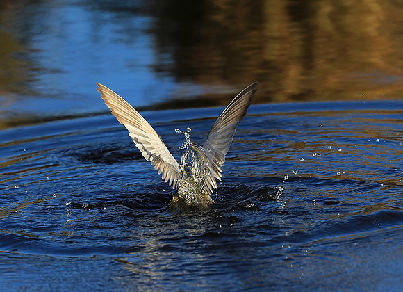 Whiskered terns - Liuwa Plain NP