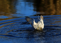 Terns