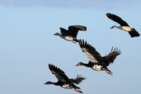 Knob-billed ducks - Kafue NP
