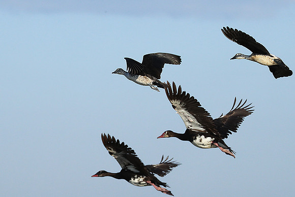 Knob-billed ducks - Kafue NP