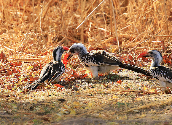 Red-billed hornbill