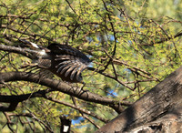 Western banded snake eagle - Lower Zambezi NP
