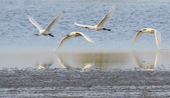 Spatulas in the lagoon