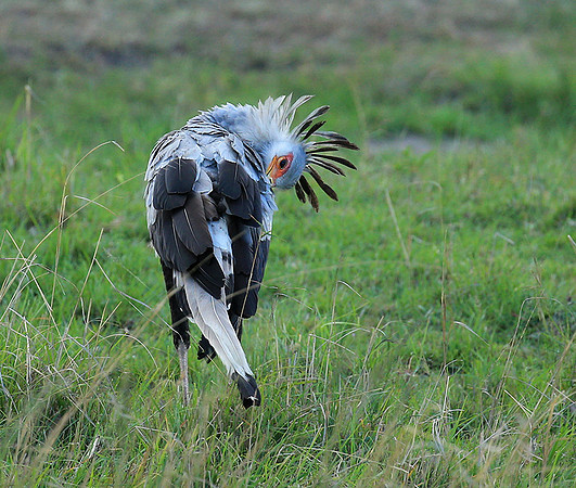 Secretarybird - Masaï Mara