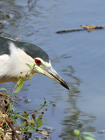 Black-crowned night heron (bihoreau gris)