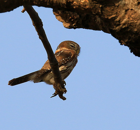 Pearl-spotted owlet