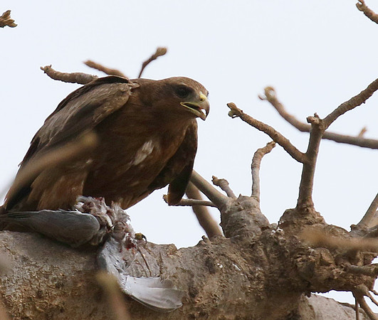 Tawny eagle