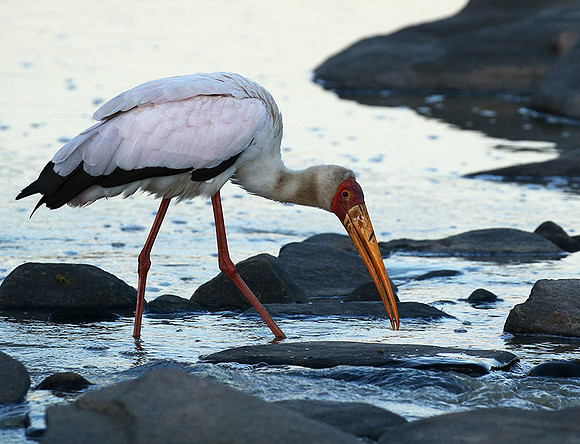 Yellow-billed stork - Masaï Mara