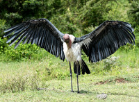 In the crater of Ngorongoro