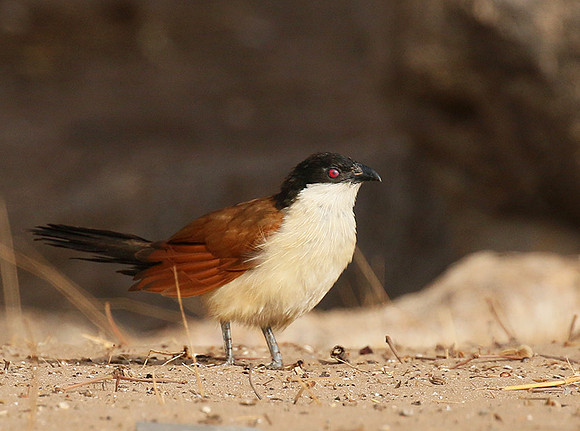 Senegal coucal