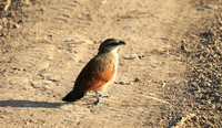 Luangwa NP