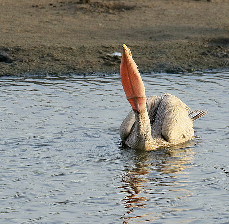Pelicans in the lagoon