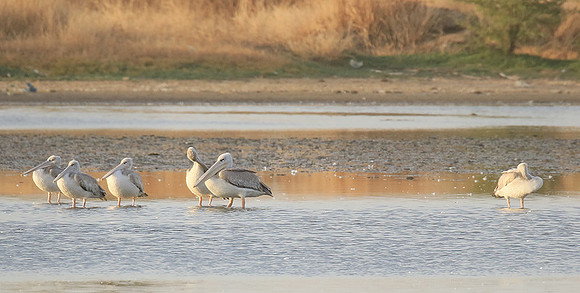 Pelicans in the lagoon