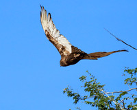 Brown snake eagle - Etosha