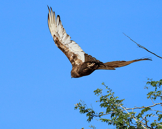 Brown snake eagle - Etosha