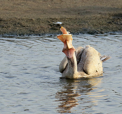 Pelicans in the lagoon