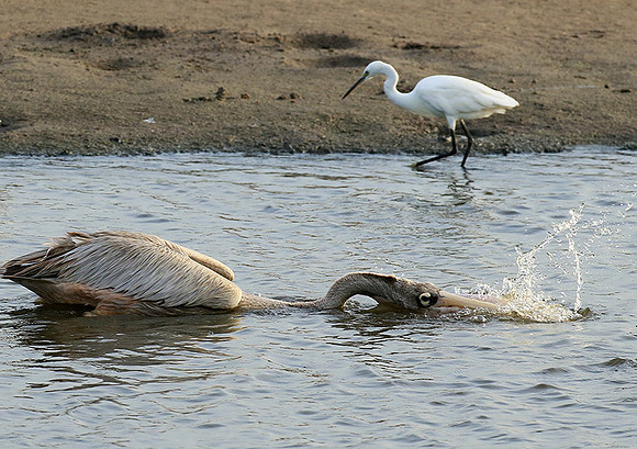 Pelicans in the lagoon