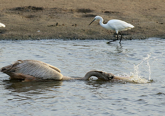 Pelicans in the lagoon