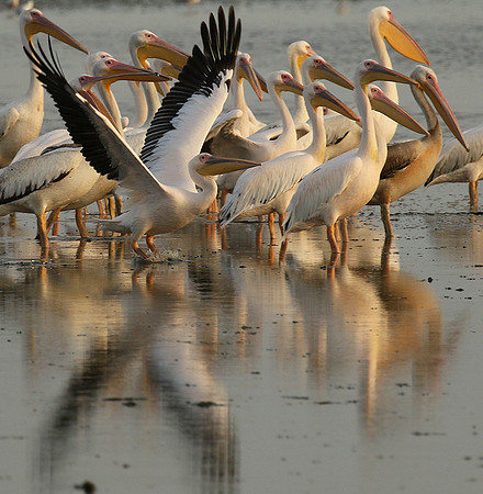 Pelicans in the lagoon