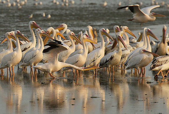 Pelicans in the lagoon