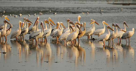 Pelicans in the lagoon
