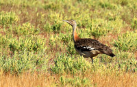 Denham's bustard - Liuwa Plain NP
