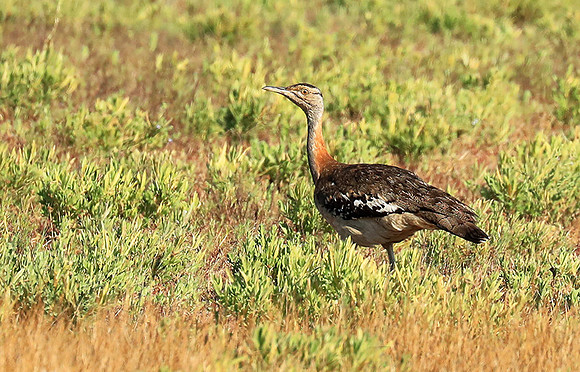 Denham's bustard - Liuwa Plain NP