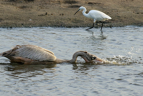 Pelicans in the lagoon