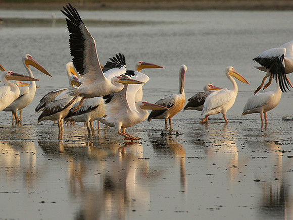 Pelicans in the lagoon