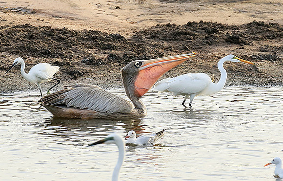 Pelicans in the lagoon