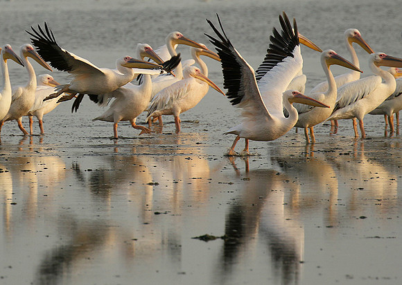 Pelicans in the lagoon