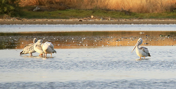 Pelicans in the lagoon