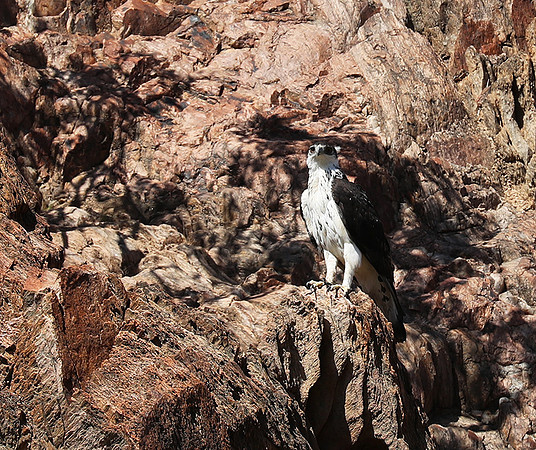 African hawk eagle