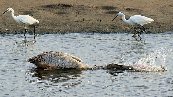 Pelicans in the lagoon