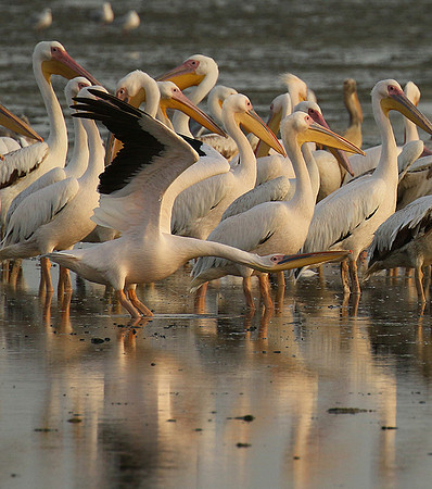 Pelicans in the lagoon