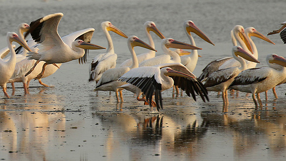 Pelicans in the lagoon