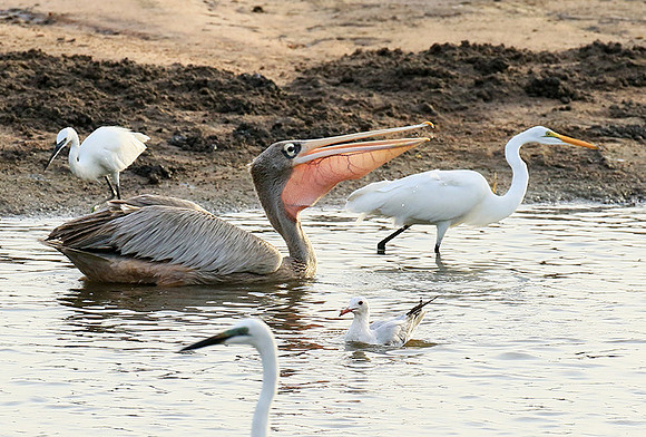Pelicans in the lagoon