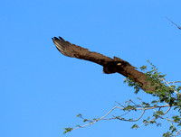 Brown snake eagle - Etosha