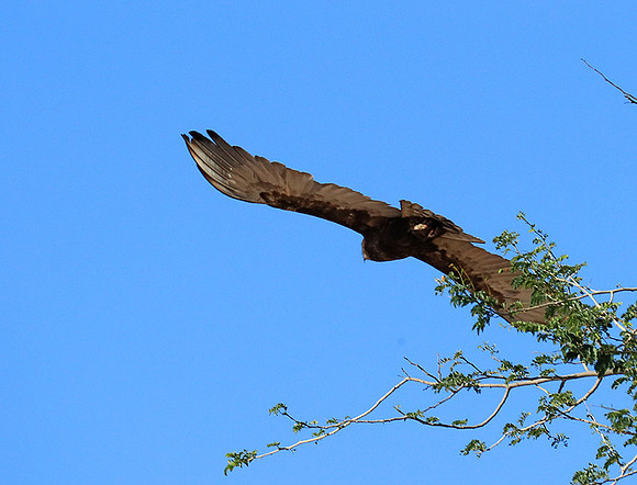 Brown snake eagle - Etosha