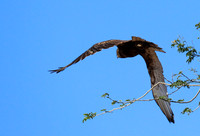 Brown snake eagle - Etosha