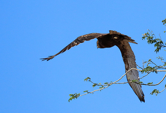 Brown snake eagle - Etosha