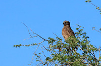 Brown snake eagle - Etosha