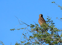 Brown snake eagle - Etosha