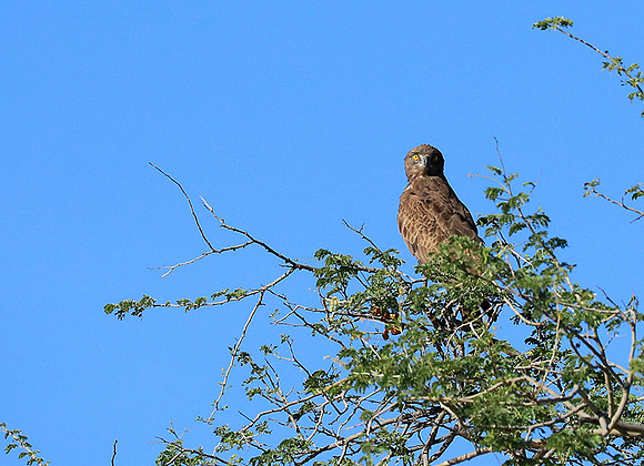 Brown snake eagle - Etosha