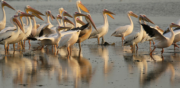 Pelicans in the lagoon