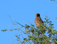 Brown snake eagle - Etosha
