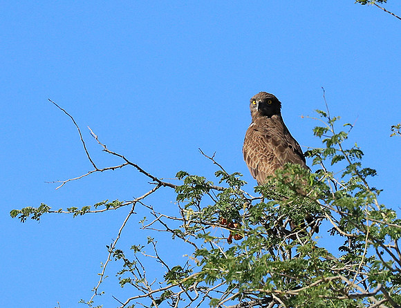 Brown snake eagle - Etosha