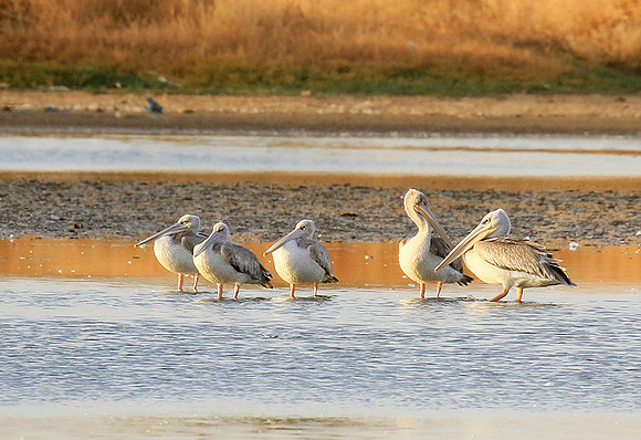 Pelicans in the lagoon
